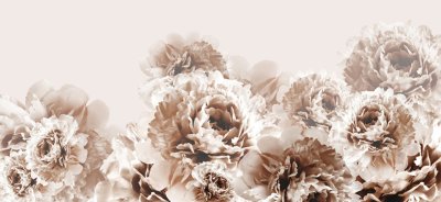 фотообои Крупные цветы пиона