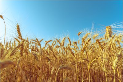 постеры Пшеничное поле