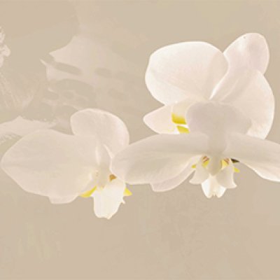 фотообои Орхидеи на бежевом фоне