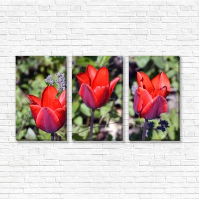 модульные картины Три тюльпана