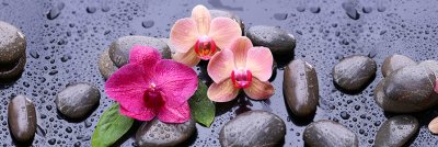 фотообои Коралловые орхидеи