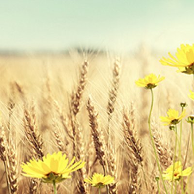фотообои Пшеничное поле 2