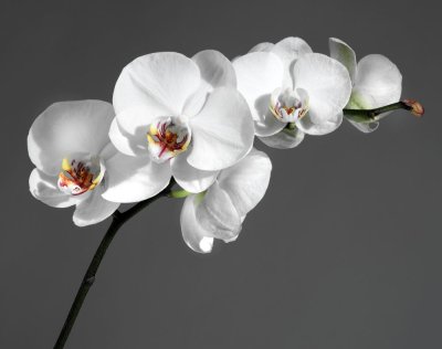 фотообои Утонченная орхидея