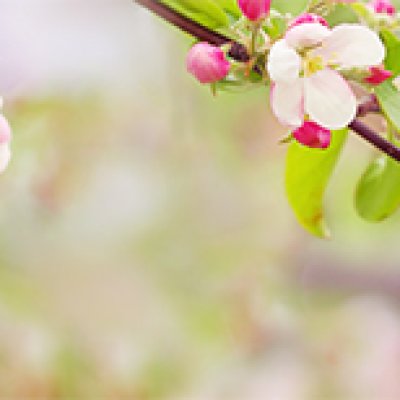 фотообои Апрельская яблоня
