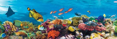 фотообои Коралловый риф